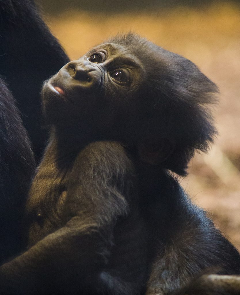 Gorilla Baby by Jeffrey Hamilton